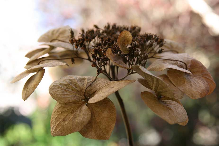 Hortenzija Hydrongea hortensis - zasušena